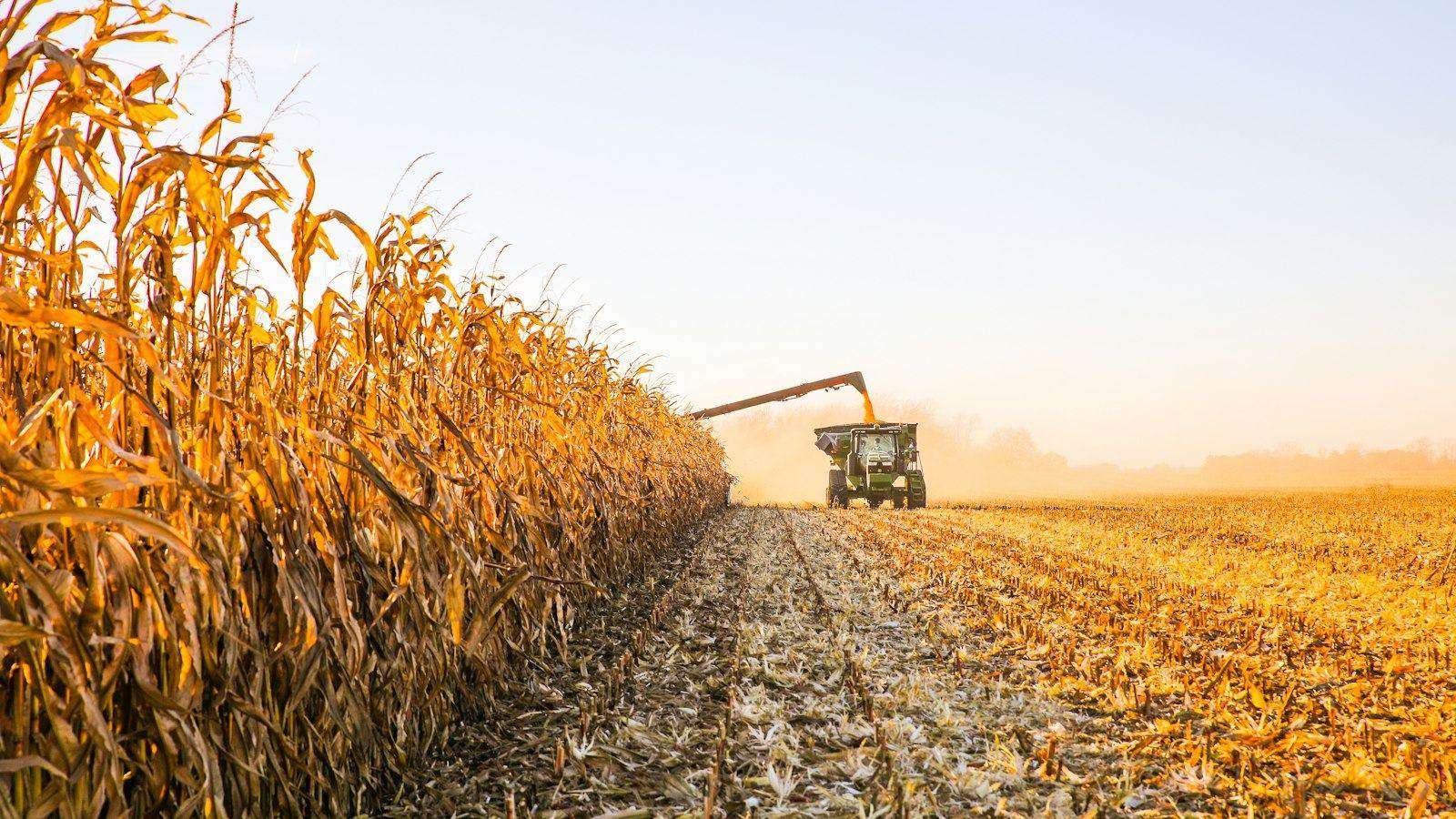 GrainBrief editorial image for Iowa Corn Basis