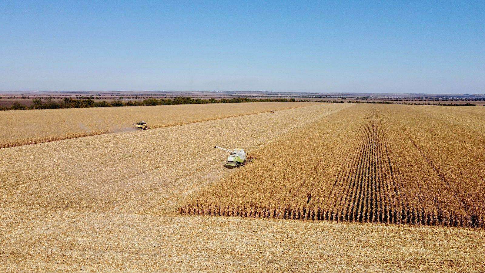 GrainBrief editorial image for Kansas Wheat Bids